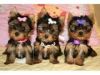 Teacup and toy Yorkie puppies