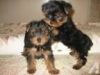 charming Christmas Teacup Yorkie puppies Available