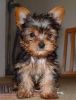 female Yorkshire Terrier puppies