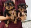 Yorkshire Terrier Puppies For X-mass****