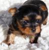 Charming Yorkie Puppies For Re-homing