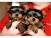 Yorkie puppies -