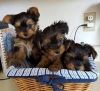adorable yorkie pups available