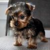 Adorable and very cuddly T-cup Yorkie puppies