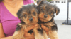 Amazing Teacup Yorkie Puppies (xxx) xxx-xxx7