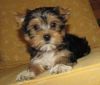 Akc Cute Yorkie Puppies For Adoption...
