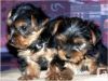 yorkie puppies availale now