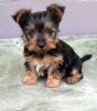 Small Male Yorkie Pupies