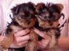 Male and female Teacup Yorkies