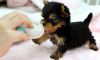 Akc Adorable Teacup Yorkies Puppies. Available