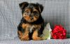 Healthy male and female Yorkie Puppies