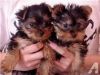 Yorkshire Terrier Akc Yorkie Pups For Adoption