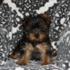 Tiny Akc Registered Yorkies Boy And Girl Puppies.