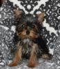 Purebred Registered Yorkie Puppies available