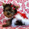 Yorkitiny Adorable Baby Yorkie Puppy(xxx) xxx-xxx4