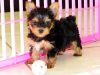 toy Yorkie puppies for you