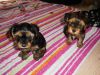 Home Raised Yorkie Puppies Text (404) 445 X 7006