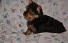 T-cup Yorkshire Terrier