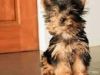 Charming good teacup yorkie puppies for sale