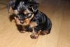 Yorkshire Terrier One Male Left!!!