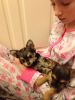 Yorkshire Terrier X Chihuahua Puppys