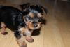 Tea Cup Yorkshire Terrier For Sale
