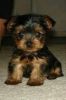 cute yorkie puppies ready to go for adoptio