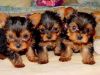 Outstanding Yorkshire Terrier Puppies For Sale Now