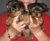 Yorkshire Terrier Extraordinary Tcup Yorkie Pups