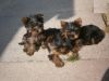 Adorable Yorkies Puppies Available