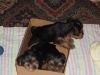 yorkie puppies for a new home