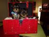 Top quality Yorkie puppies for a new home