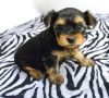 Akc Reg Teacup Yorkie Puppies Available