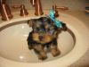 Well trained Yorkie puppies Male and female