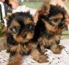 Charming Yorkshire Terrier Puppies For Re-homing