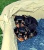 Smart small size Yorkie puppies.
