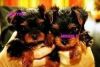 Sweet Teacup Yorkie Puppies Available For Adoption