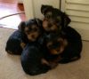 Yorkshire Terrier Puppies Needing New Homes