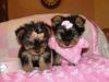 Yorkshire Terrier puppies ready to go