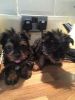 Male And Female Yorkie Puppies