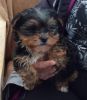 Lovely Boy Yorkshire Terrier Puppy For Sale