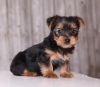 Amazing Yorkshire Terrier Puppies Available.