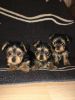Full Bred Yorkshire Terrier Pups For Sale