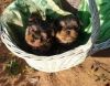 Home Trained Teacup Puppies