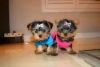 Teacup & Toy Yorkie Puppies