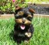 Teacup & Toy Yorkie Puppies For Free