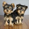 Two Yorkie Puppies Available