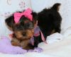 Yorkshire Terrier puppies for Re-homing