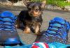 akc and ckc yorkshire terrier puppies