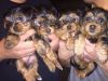 I am looking to re-home Yorkie puppies